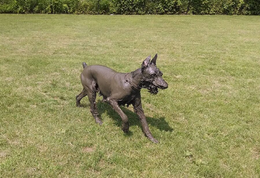 cane completamente sporco di fango 