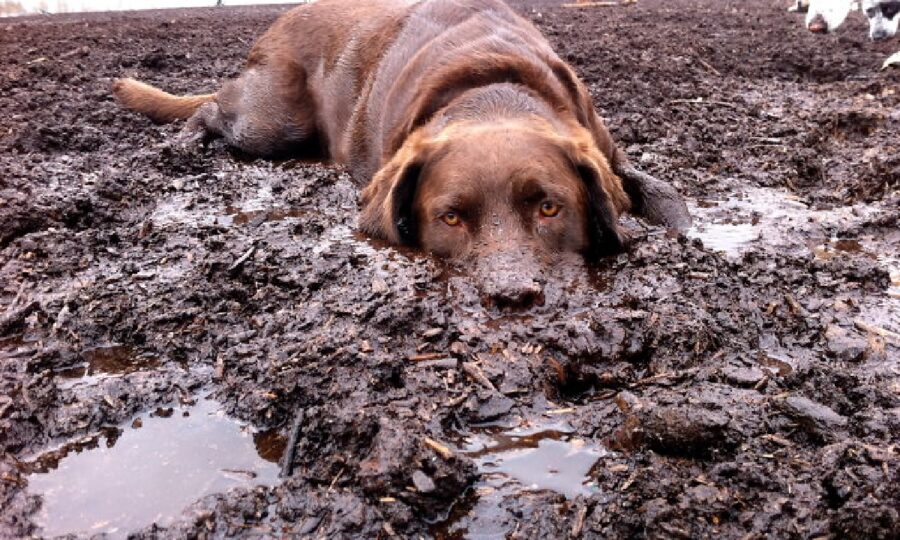 cagnolino pelo marrone anche per terra 