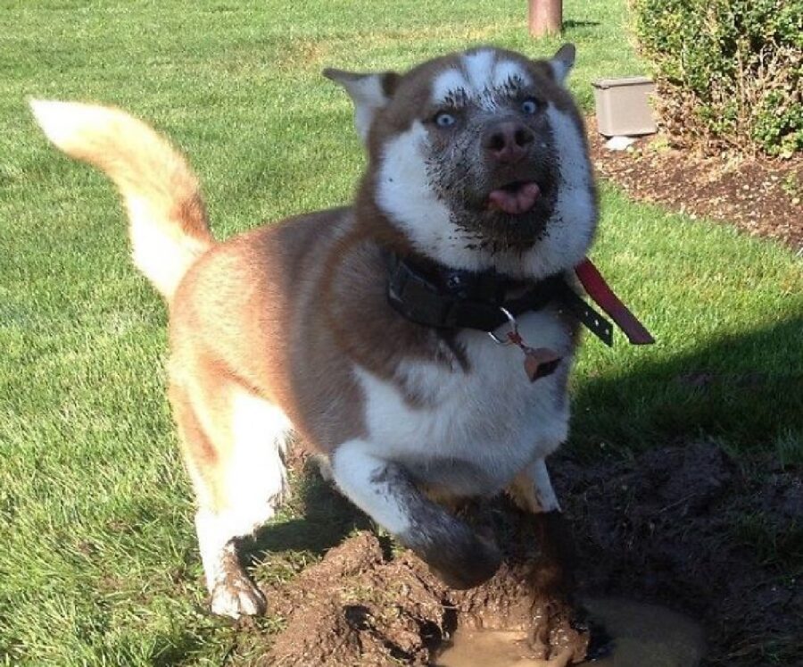 cane husky lingua di fuori 