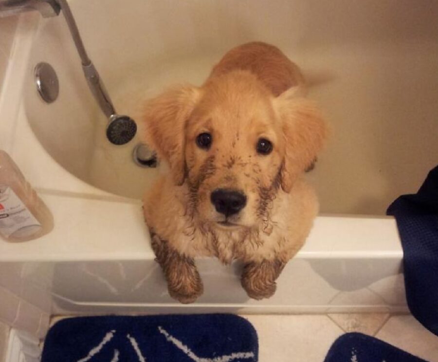 cucciolo golden dentro vasca 