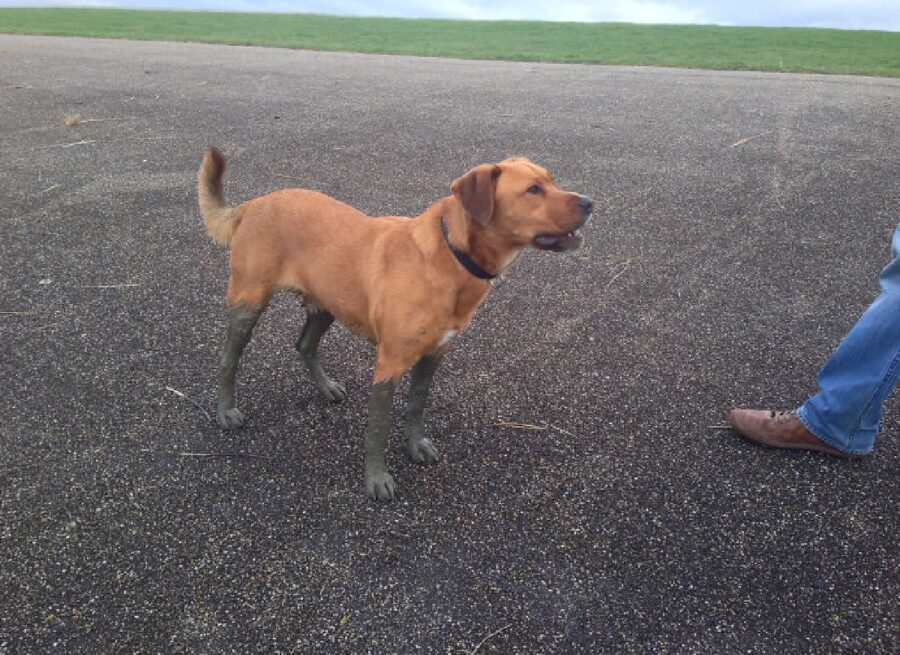 cagnolino zampe sembrano anfibi 