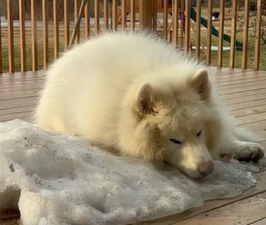 cane triste perché neve scioglie 