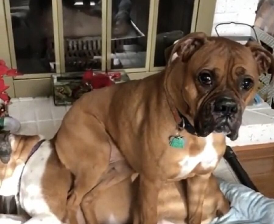 cane si siede su altro cane 
