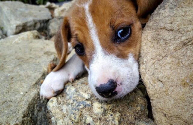 8 foto di cani poco inclini alla serietà, per loro l’insensatezza è una costante