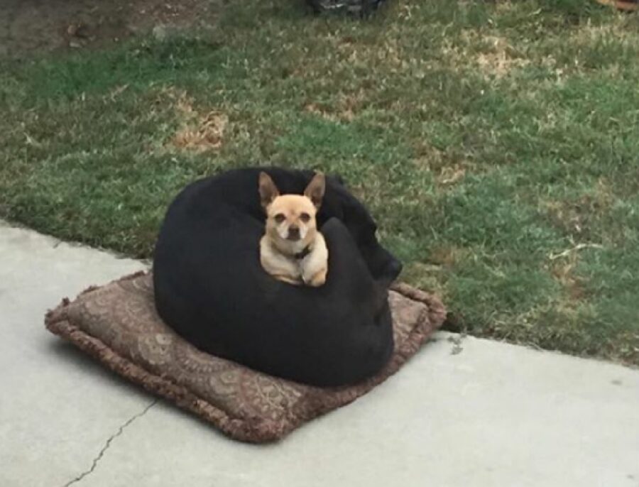 cane su altro cane su cuscino 