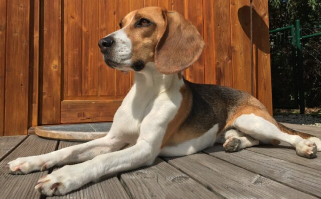 8 foto di cani romantici, il loro amore può superare ogni ostacolo esistente