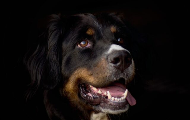 8 foto di cani che trasmettono grande motivazione e aiutano, con un sorriso, a superare ogni difficoltà