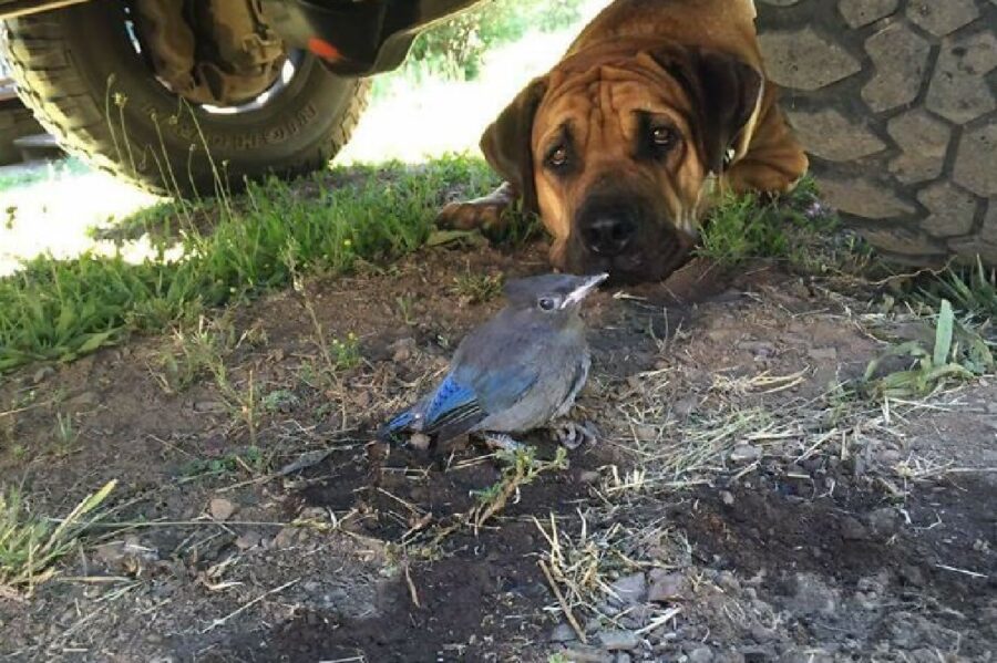 cane osserva uccello 