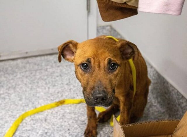 Amilia e Scrappy, i cuccioli intrappolati in un appartamento: salvi per miracolo