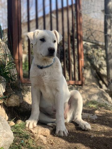 Anice, la cagnolina rimasta senza adozione è alla ricerca di una famiglia