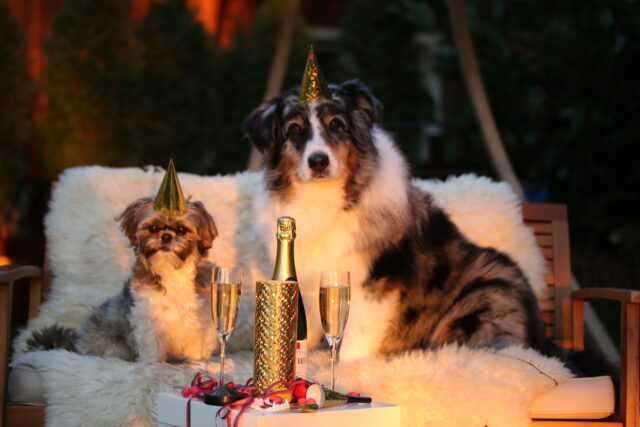 La proprietaria festeggia la  Quinceañera del cane