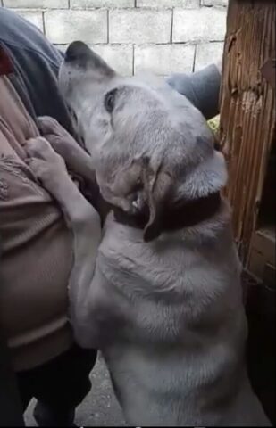 Birba, la cagnolina in cerca di una seconda possibilità è alla ricerca di un’adozione del cuore