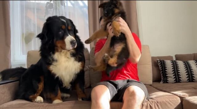 Bovaro del Bernese incontra un cucciolo di pastore tedesco per la prima volta (VIDEO)