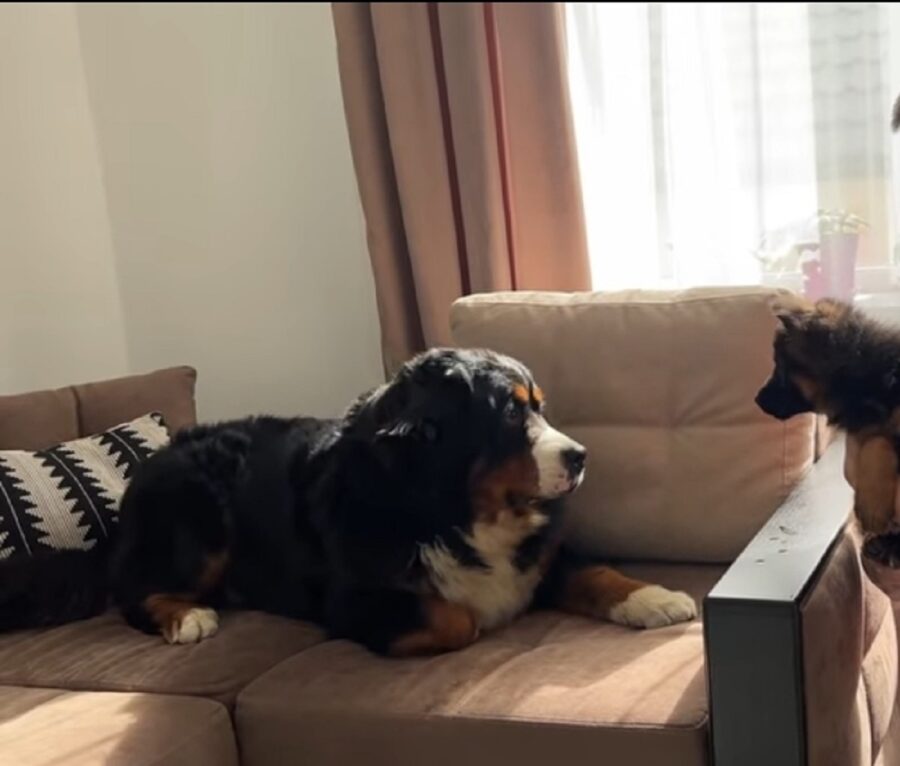 bovaro del bernese incontra un cucciolo per la prima volta