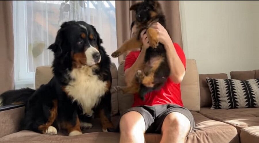 video di un bovaro del bernese