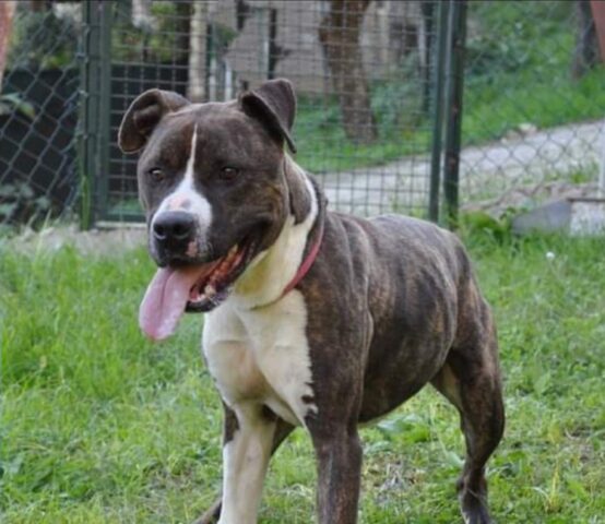 Brutus: Pitbull di 5 anni sogna una casa in cui sentirsi amato e desiderato