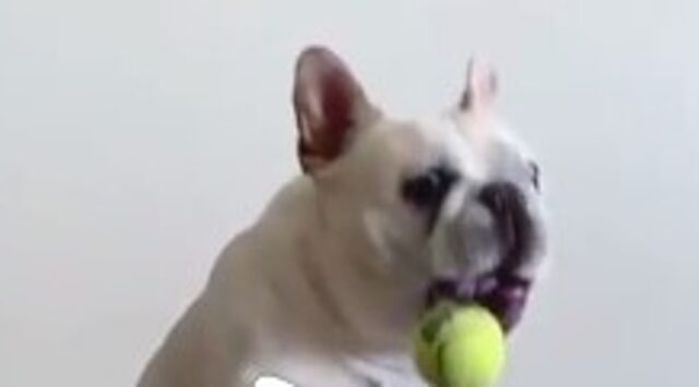 Bulldog francese si allena per riuscire a prendere la pallina da tennis (VIDEO)
