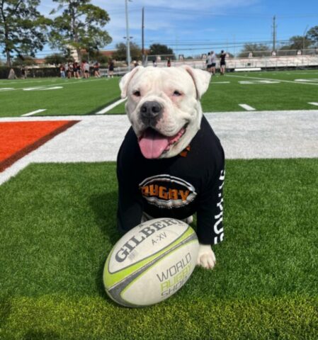 Buster, il cagnolone salvato dalla squadra di rugby del liceo