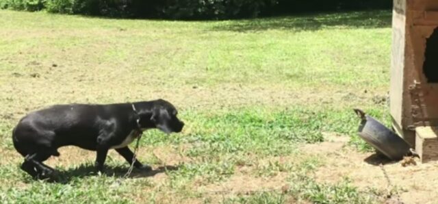 Buster, il cane che viveva in catene è stato finalmente liberato