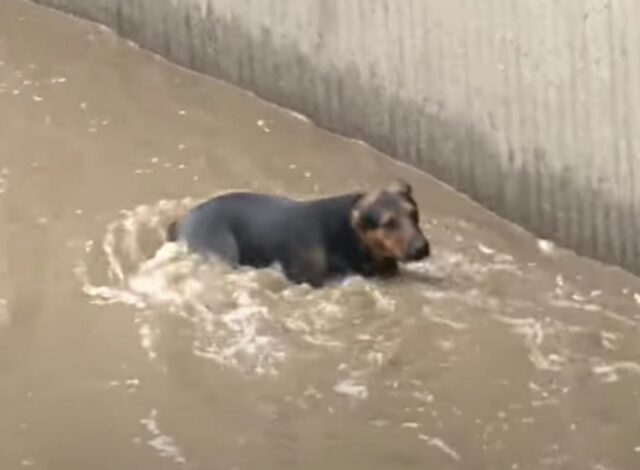 Cagnolona finisce nel fiume e il suo umano si tuffa per salvarla