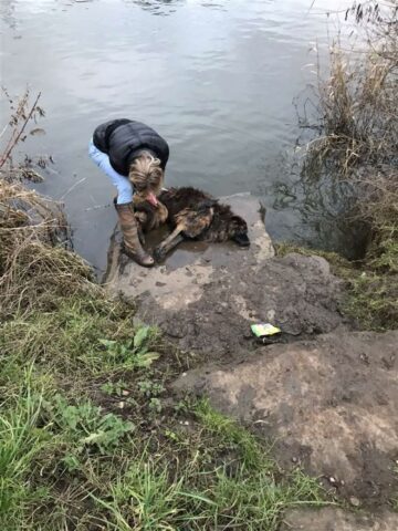 Cagnolona gettata nel fiume incontra due persone speciali