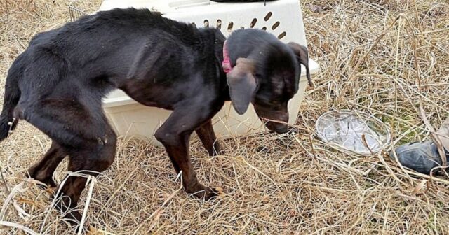 Abbandonato in mezzo al nulla, questo cucciolo rischiava di morire. Poi è successo qualcosa di miracoloso