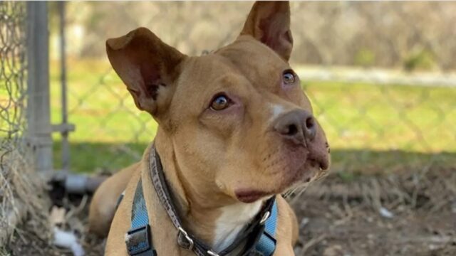 Charlize, la cagnolona che ha lasciato il rifugio dopo 4 lunghi anni