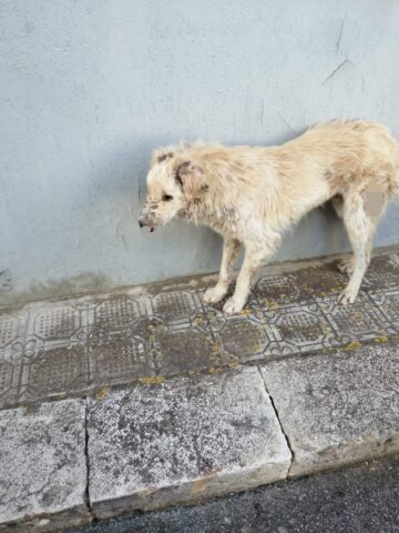 Dream, il cagnolone randagio che è stato picchiato e maltrattato