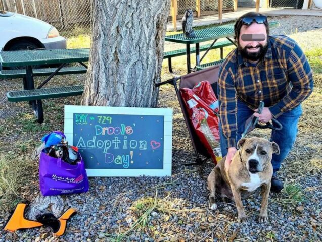 Drools, il cane che ha passato due anni in un rifugio, ha trovato casa