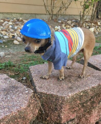 Dude, il Chihuahua che deve indossare un elmetto