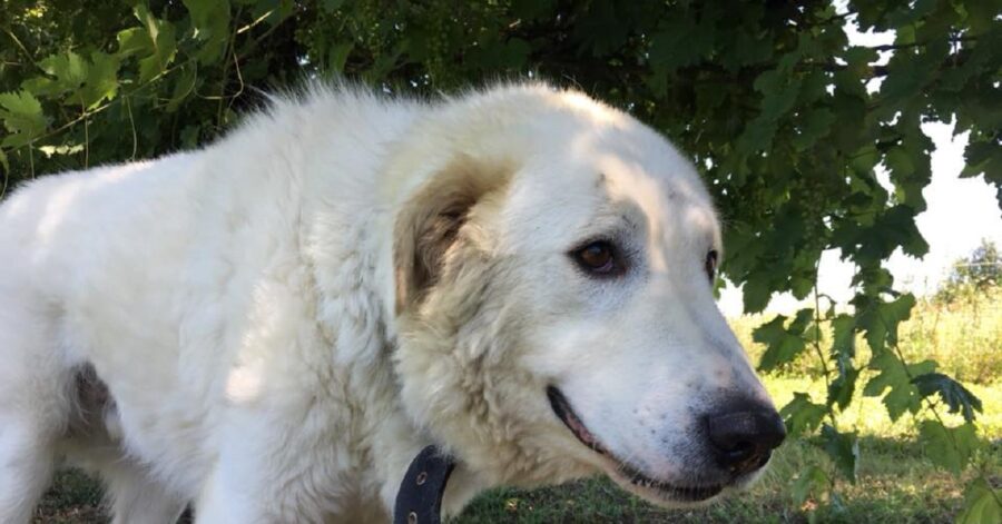 duke con gli occhi marroni