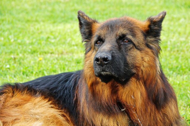 Il cane poliziotto riceve un commiato speciale per il suo ultimo giorno di lavoro