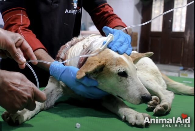 I soccorritori danno al cane randagio una seconda possibilità con un intervento chirurgico d’urgenza