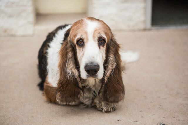 Tre Bassett Hounds si godono un giorno in SPA dopo essere state salvate