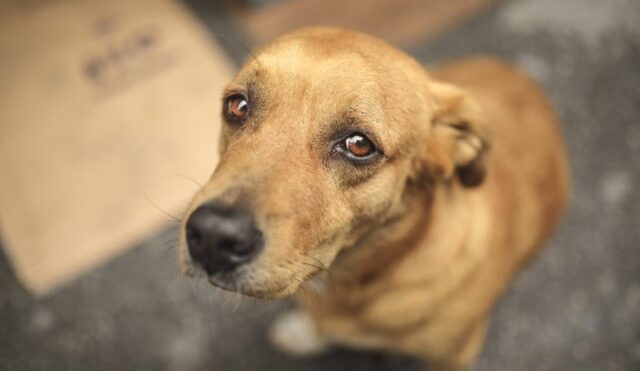 Georgina, la cagnolina salvata dopo essere stata legata ad una barca