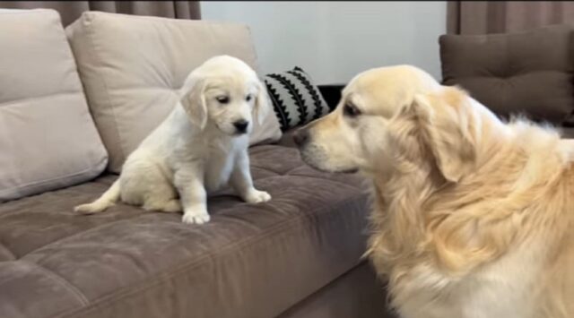 Golden Retriever accoglie in famiglia un cucciolo per la prima volta (VIDEO)