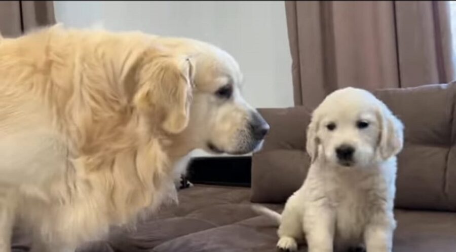 golden retriever incontra un cucciolo per la prima volta