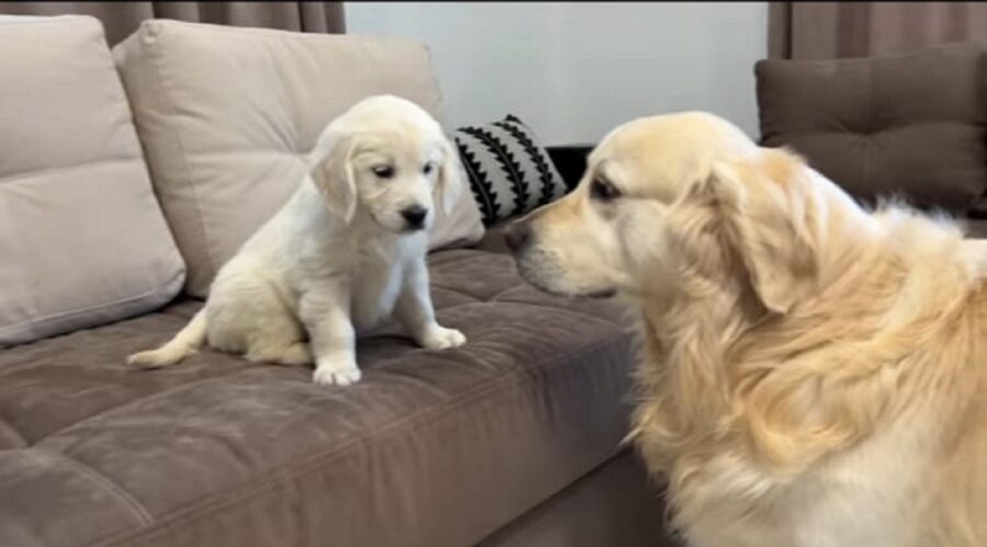 video di un golden retriever