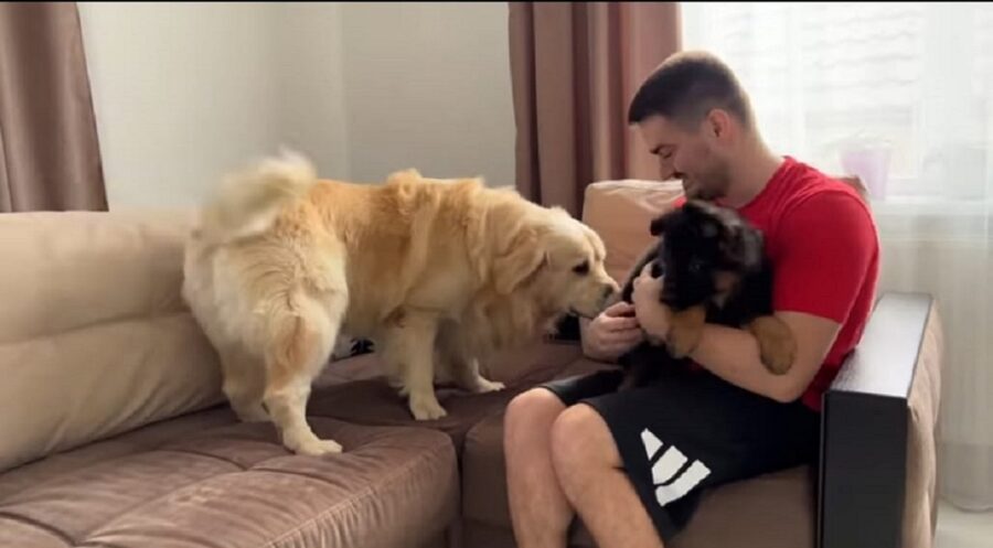 video di un golden retriever e di un cucciolo di pastore tedesco