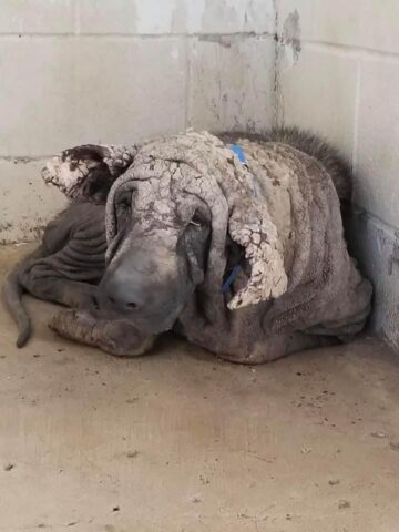 Grinch, il cagnolone che sembrava fatto di pietra si è trasformato