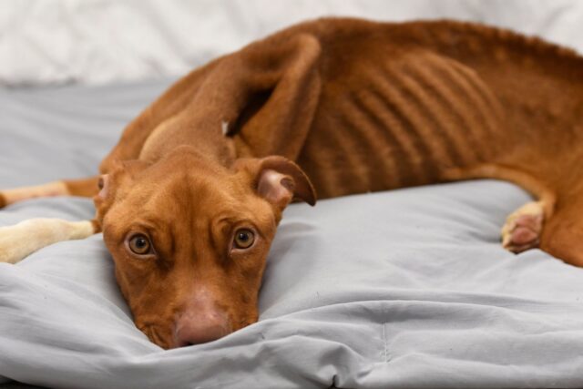 Hadley, la cagnolina salvata il giorno del ringraziamento