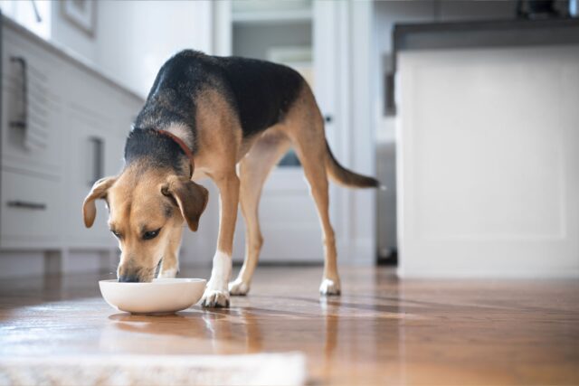 Hill’s Pet Nutrition sempre in prima linea contro il sovrappeso e l’obesità di cani e gatti