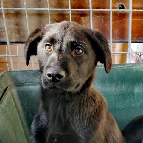 Jessica, la cagnolina abbandonata in aperta campagna è alla ricerca di una famiglia