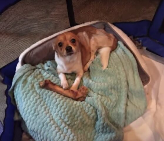 Jim, il Chihuahua salvato e adottato dalla veterinaria