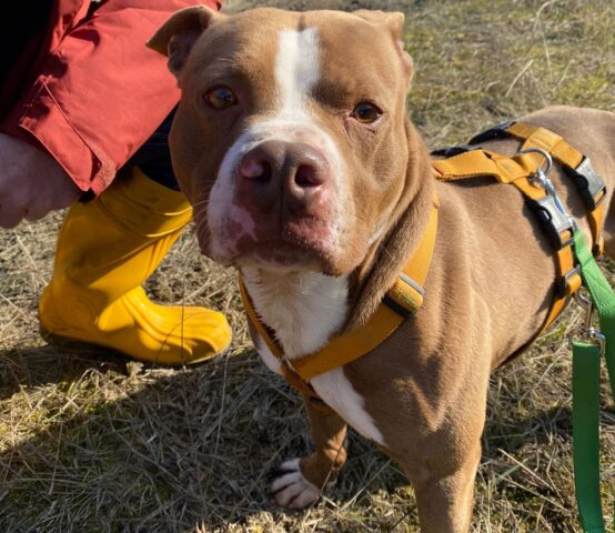 Jimmy: buffo Pitbull di soli 4 anno attende l’adozione che gli cambi la vita