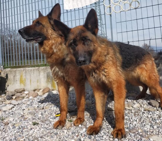 Judy e Stella: coppia di Pastori Tedeschi sono in cerca di una buona adozione