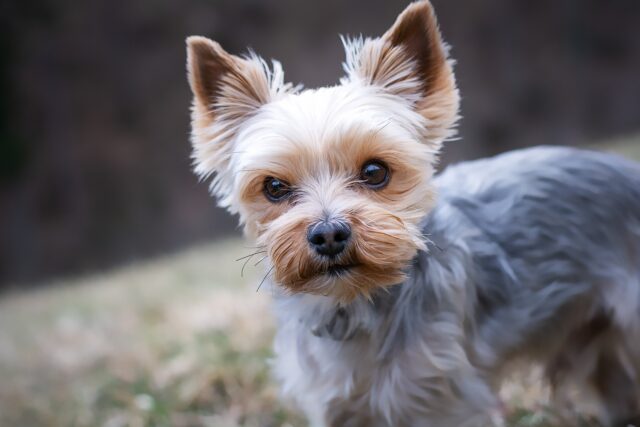 La donna sopravvive al cancro al seno grazie al suo Yorkshire Terrier che l’ha avvertita