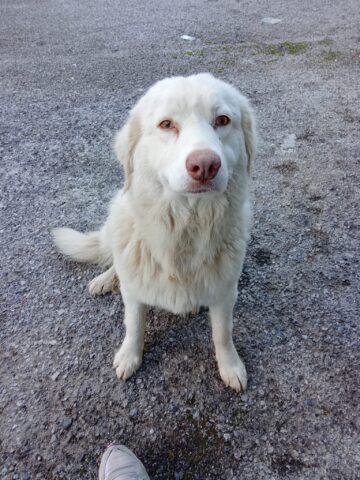 La cagnolona Belle sta cercando una famiglia per sempre