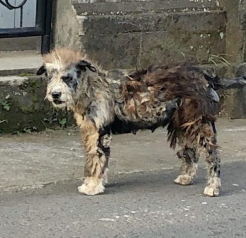 Lexie, la cagnolina che viveva in strada, si è trasformata