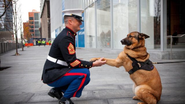 Lucca, il cagnolone che ha ricevuto una medaglia al valore